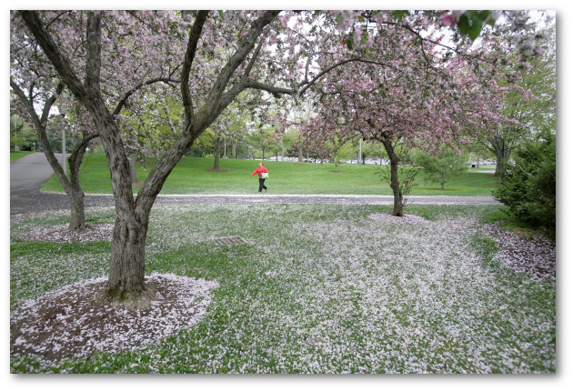 Student walking by flowering trees